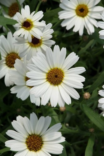 Argyranthemum White Jumbo Six Pack Stewarts Garden Centre