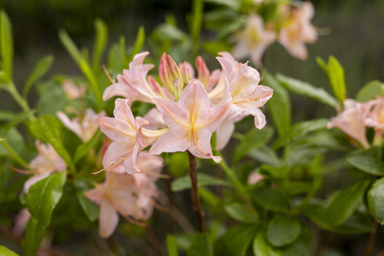 Azalea Chanel Deciduous 5 Litre Stewarts Garden Centre