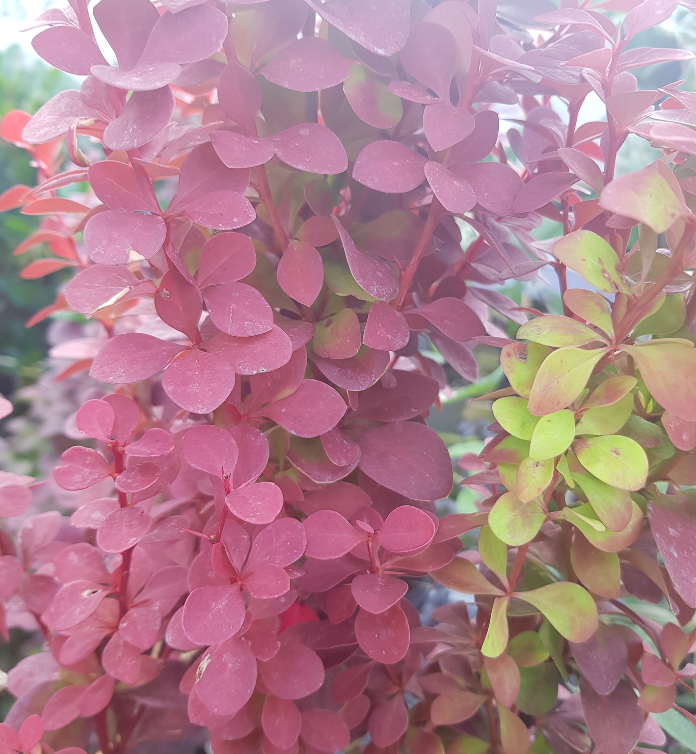 Berberis Thunbergii Orange Rocket 3 Litre Stewarts Garden Centre