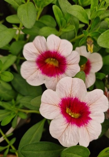 Calibrachoa Cherry Blossom Jumbo Six Pack Stewarts Garden Centre