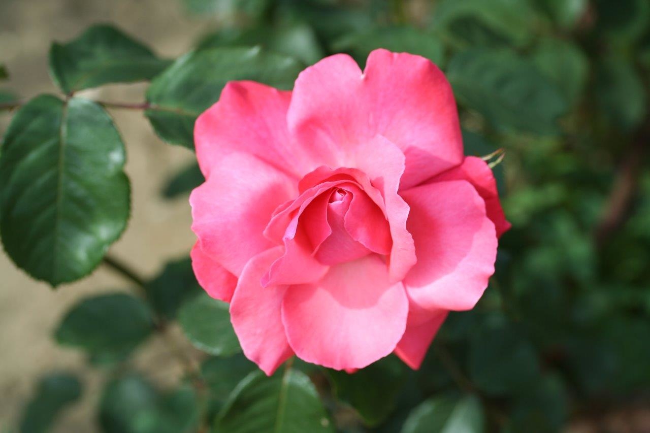 Galway Bay Climbing Rose Litre Stewarts Garden Centre