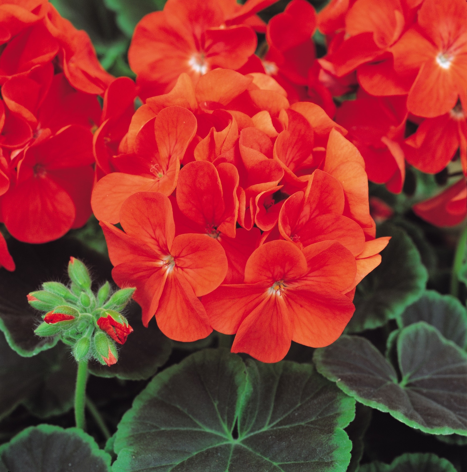 Geranium Bulls Eye Scarlet Plug Stewarts Garden Centre