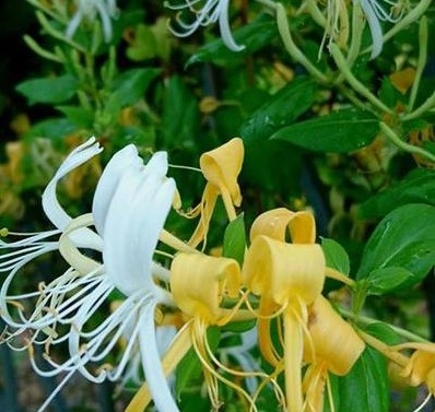 Lonicera Japonica Halls Prolific Litre Stewarts Garden Centre