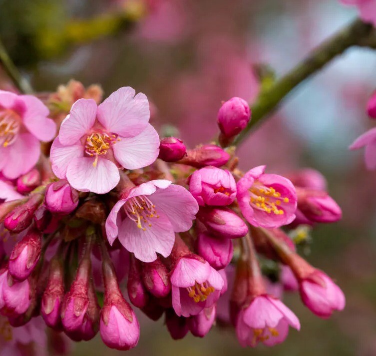 Prunus Kursar Litre Stewarts Garden Centre