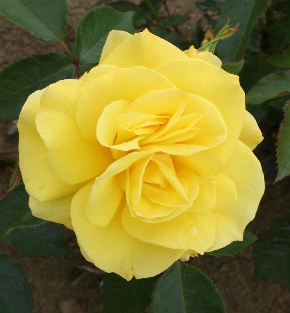 Rose Korresia Litre Stewarts Garden Centre