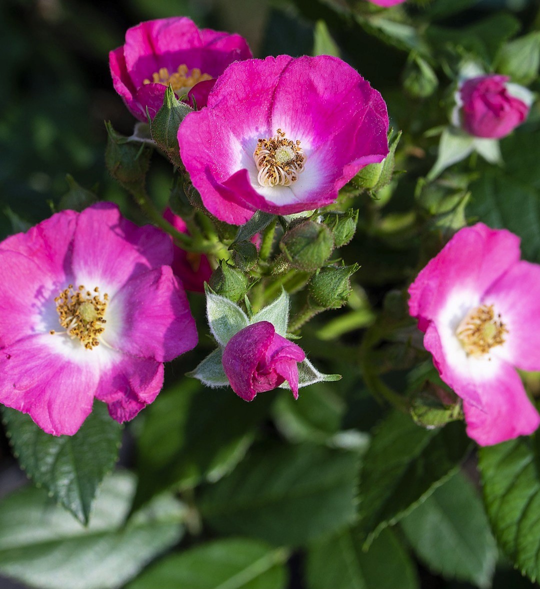 Rose Rosy Boom Mini 6 Litre Stewarts Garden Centre