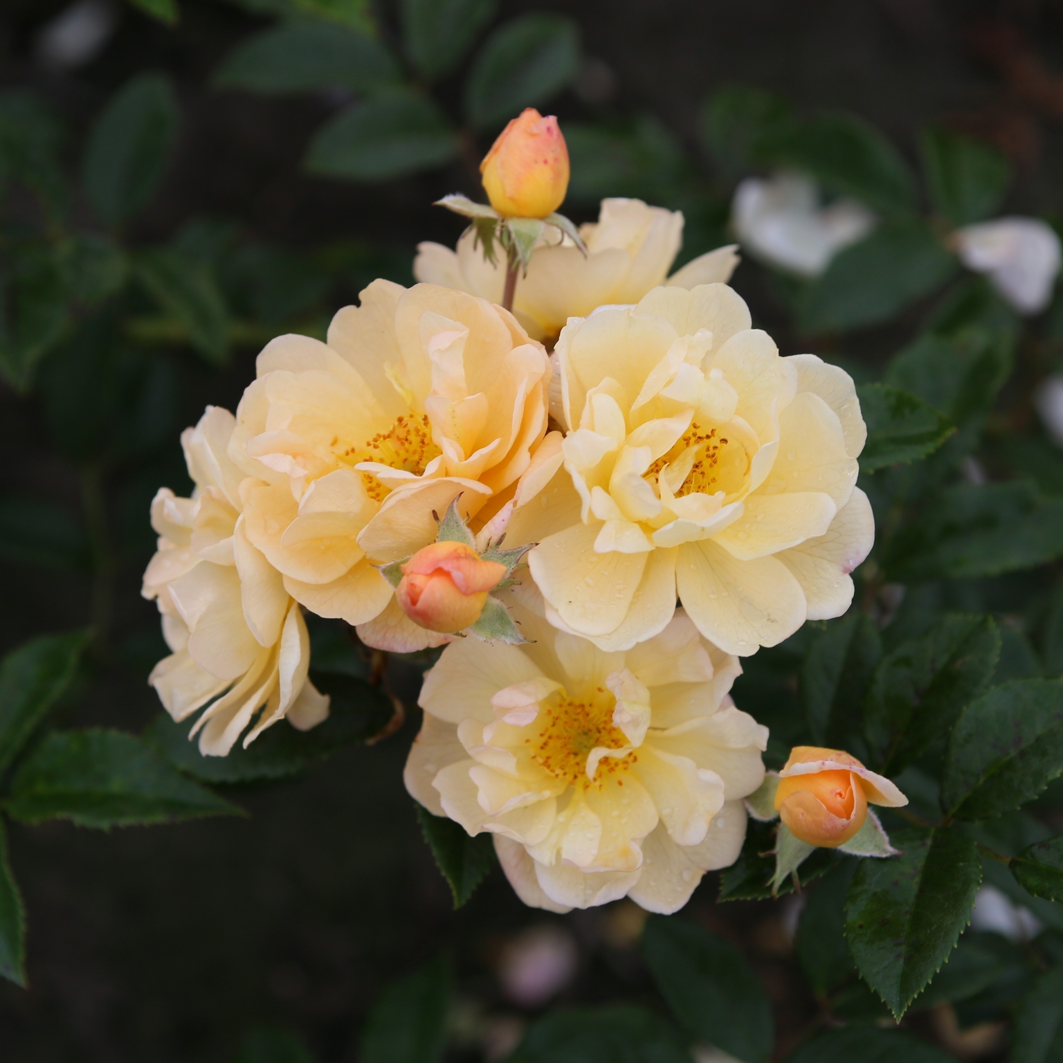 Siluetta Sunny Climbing Rose 4 Litre Stewarts Garden Centre