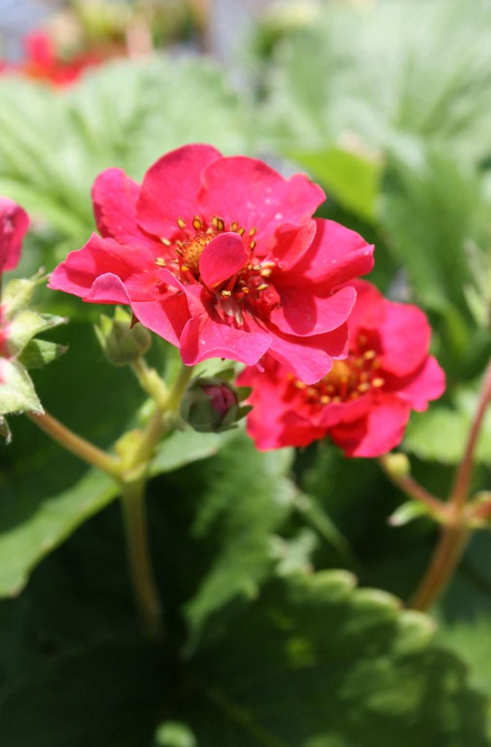 Strawberry Summer Breeze Rose Litre Stewarts Garden Centre