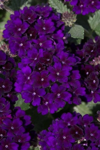 Verbena Midnight Jumbo Six Pack Stewarts Garden Centre