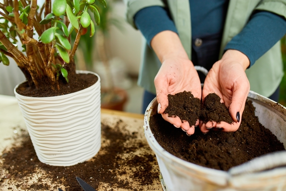 Best Soil For Indoor Plants - Stewarts Garden Centre