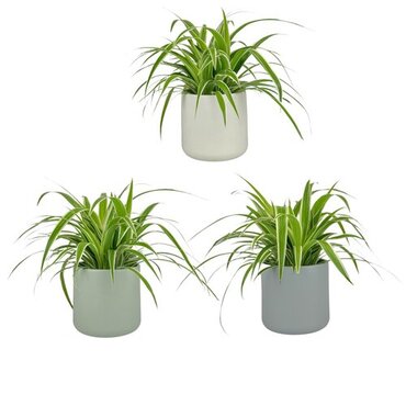 One Chlorophytum in 12cm Cambridge Ceramic Pot (picked at random) - image 1