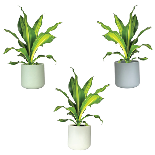 One Dracaena in 12cm Cambridge Ceramic Pot (picked at random) - image 1