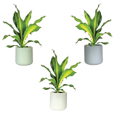 One Dracaena in 12cm Cambridge Ceramic Pot (picked at random) - image 1