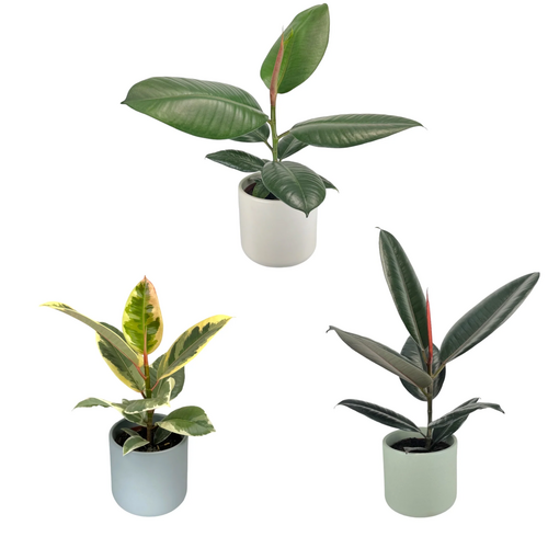 One Ficus Elastica in 12cm Cambridge Ceramic Pot (picked at random) - image 1