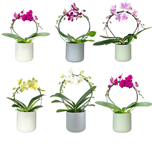 One Phalaenopsis Hooped in 12cm Cambridge Ceramic Pot (picked at random) - image 1