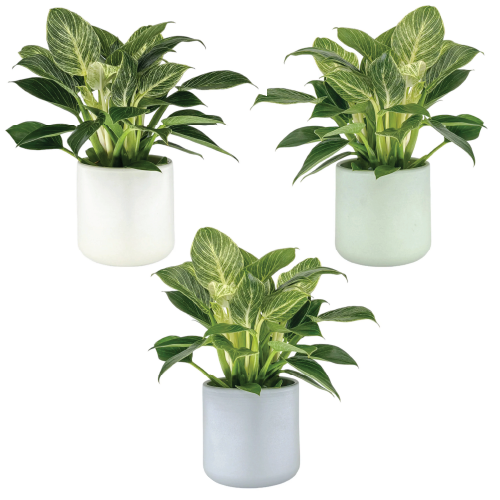 One Philodendron in 12cm Cambridge Ceramic Pot (picked at random) - image 1