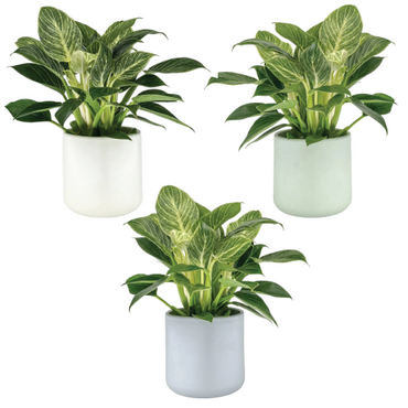 One Philodendron in 12cm Cambridge Ceramic Pot (picked at random) - image 1