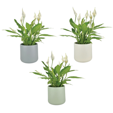 One Spathiphyllum in 12cm Cambridge Ceramic Pot (picked at random) - image 1