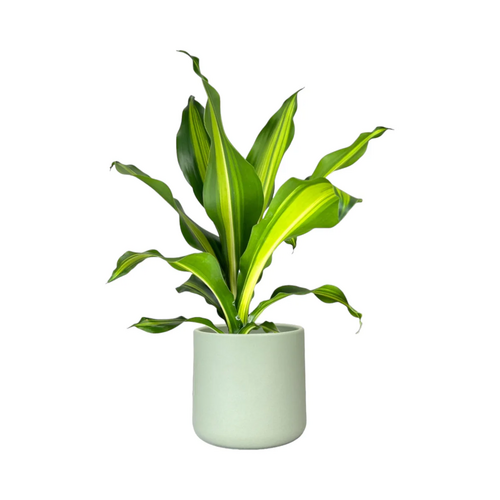 One Dracaena in 17cm Cambridge Ceramic Pot (picked at random) - image 4