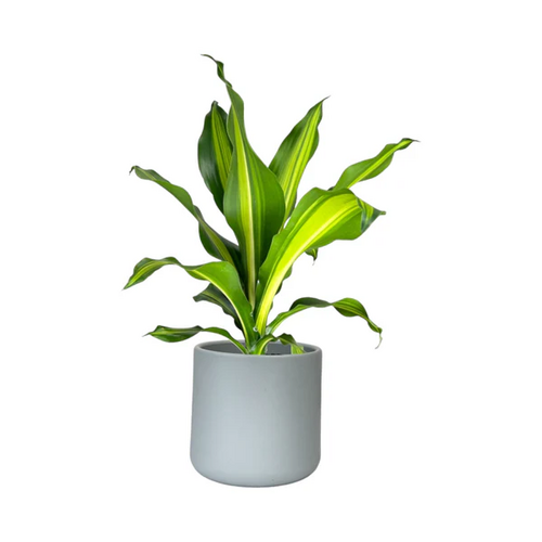 One Dracaena in 17cm Cambridge Ceramic Pot (picked at random) - image 3