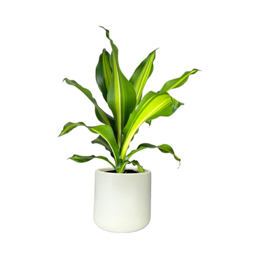 One Dracaena in 17cm Cambridge Ceramic Pot (picked at random) - image 2