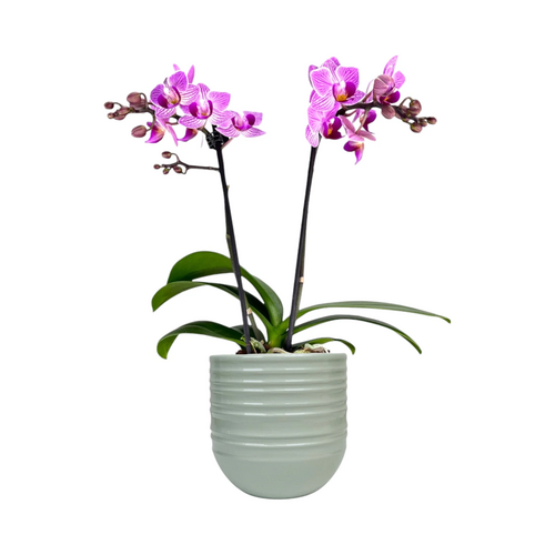 One Phalaenopsis Twin Stem in 9cm Hampshire Ceramic Pot (picked at random) - image 6