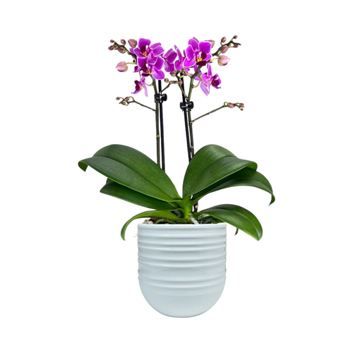 One Phalaenopsis Twin Stem in 9cm Hampshire Ceramic Pot (picked at random) - image 7