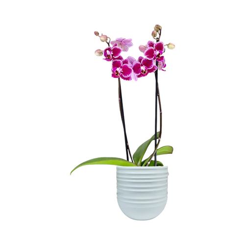 One Phalaenopsis Twin Stem in 9cm Hampshire Ceramic Pot (picked at random) - image 8