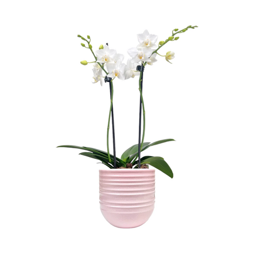 One Phalaenopsis Twin Stem in 9cm Hampshire Ceramic Pot (picked at random) - image 11