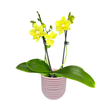 One Phalaenopsis Twin Stem in 9cm Hampshire Ceramic Pot (picked at random) - image 14