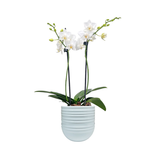 One Phalaenopsis Twin Stem in 9cm Hampshire Ceramic Pot (picked at random) - image 10