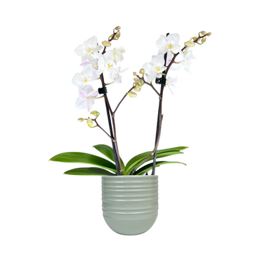 One Phalaenopsis Twin Stem in 9cm Hampshire Ceramic Pot (picked at random) - image 12