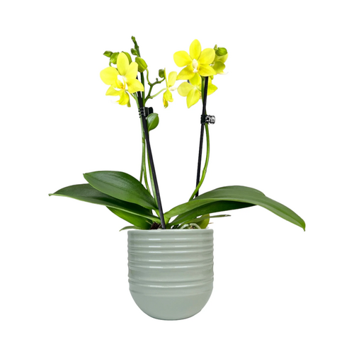 One Phalaenopsis Twin Stem in 9cm Hampshire Ceramic Pot (picked at random) - image 13