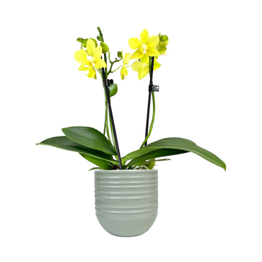 One Phalaenopsis Twin Stem in 9cm Hampshire Ceramic Pot (picked at random) - image 13