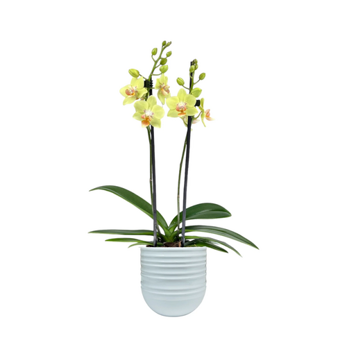 One Phalaenopsis Twin Stem in 9cm Hampshire Ceramic Pot (picked at random) - image 15