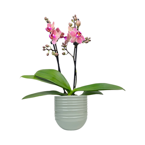 One Phalaenopsis Twin Stem in 9cm Hampshire Ceramic Pot (picked at random) - image 4