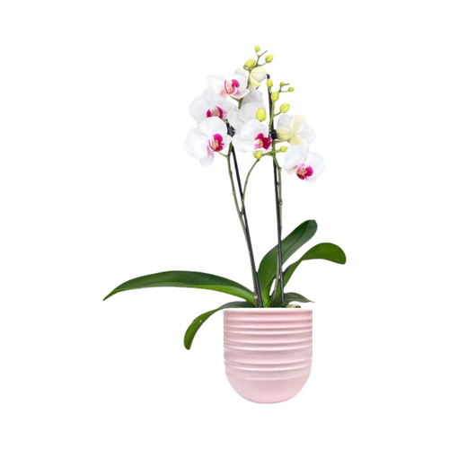 One Phalaenopsis Twin Stem in 9cm Hampshire Ceramic Pot (picked at random) - image 5