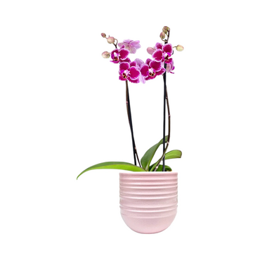 One Phalaenopsis Twin Stem in 9cm Hampshire Ceramic Pot (picked at random) - image 9