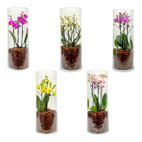 One Phalaenopsis Triple Stem in 9cm Glass Terrarium (picked at random) - image 1