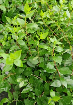 Abelia Autumn Festival 3 Litre