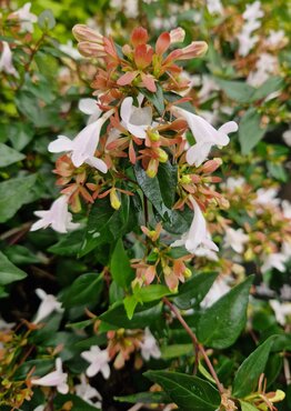 Abelia Grandiflora 3 Litre