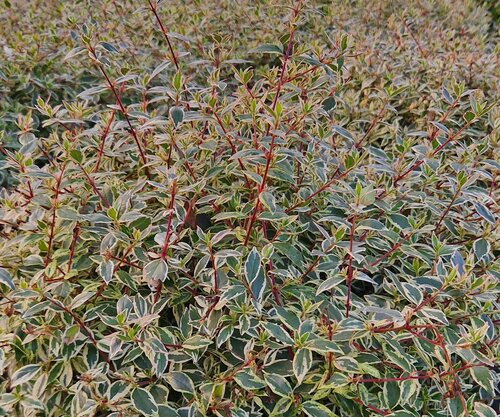 Abelia Grandiflora Confetti Ball 27cm