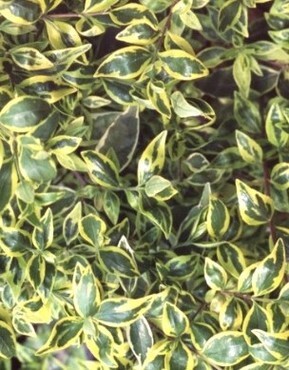 Abelia Grandiflora Hopleys 3 Litre