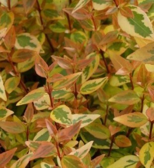 Abelia Grandiflora Kaleidoscope 2.3 Litre