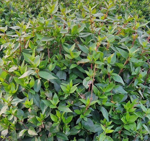 Abelia Grandiflora Sherwood White Ball 27cm