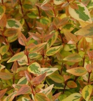 Abelia Kaleidoscope 3 Litre