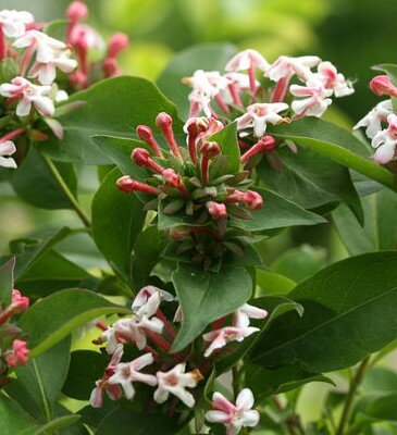 Abelia Monia 7.5 Litre