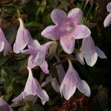 Abelia Pinky Bells 3 Litre