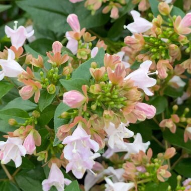 Abelia Raspberry Profusion 7.5 Litre