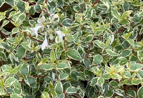 Abelia Sparkling Silver 3 Litre